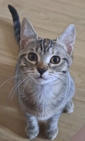 Adopter Emi
