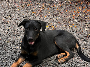 Adopter Manea