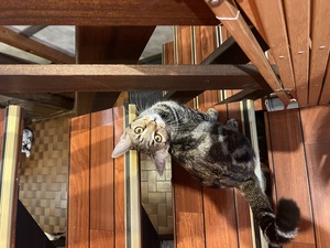 Adopter Luma