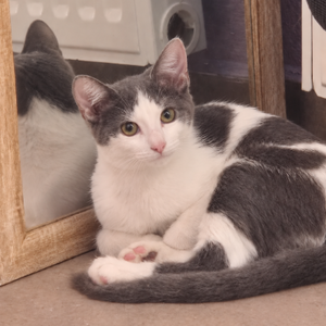 Adopter Mozza
