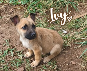 Adopter Ivy
