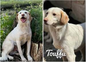 Adopter Touffu