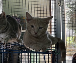 Adopter Bijoux