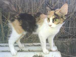 Adopter Amina
