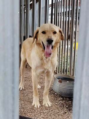 Adopter Abel