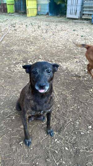 Adopter Naya