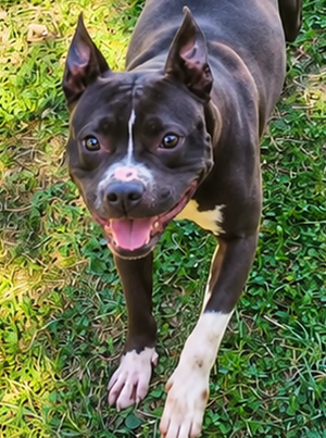 Adopter Pandora