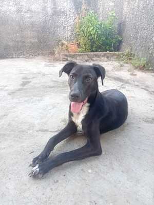 Adopter Cheeky