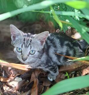 Adopter Bilimbi