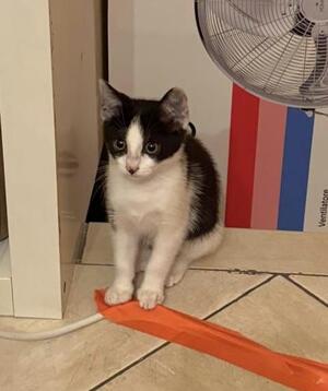 Adopter Charlot