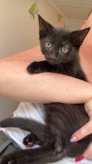 Adopter Burton