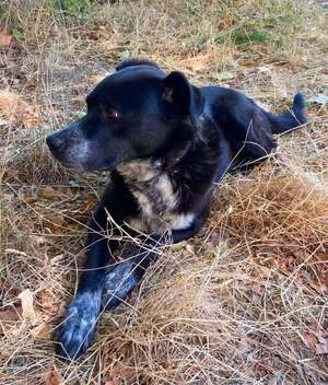 Adopter Yako