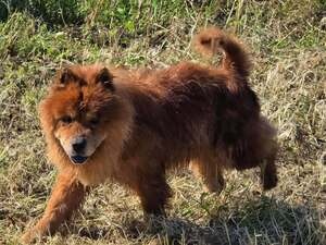 Adopter DAKO