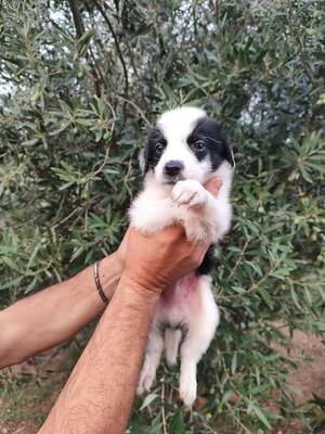 Adopter Pollux