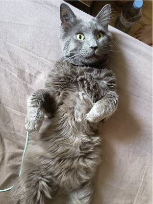 Adopter Mike