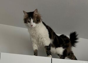 Adopter Ulysse