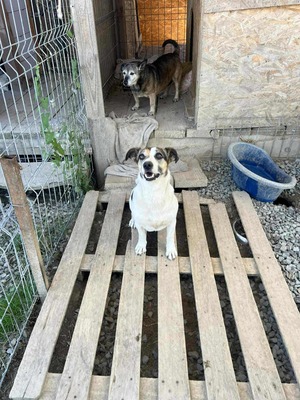 Adopter Mira