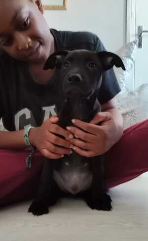 Adopter Brownie 