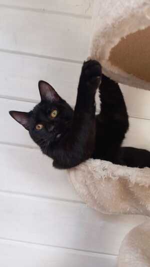 Adopter DIABOLO