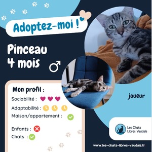 Adopter Pinceau