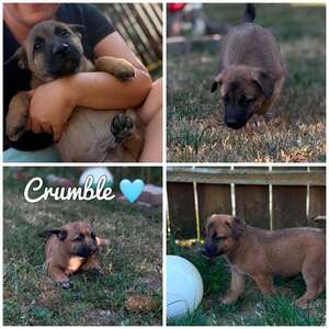 Adopter Crumble