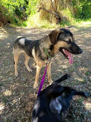Adopter Titus