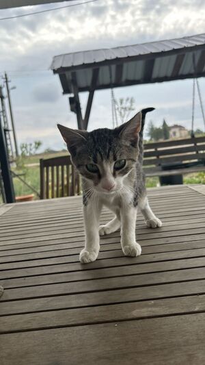 Adopter Tomi