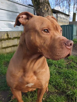 Adopter Marley