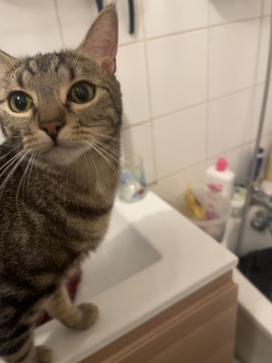 Adopter Alf