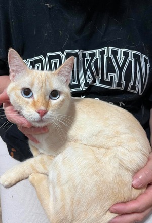 Adopter Kinette