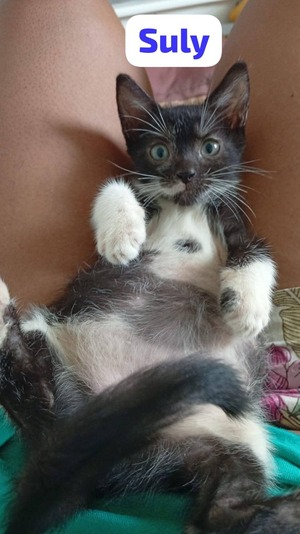 Adopter Suly