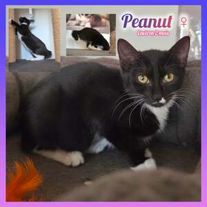 Adopter Peanut