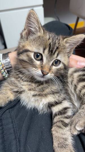 Adopter Ruby