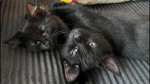 Adopter Pirouette & Tempête