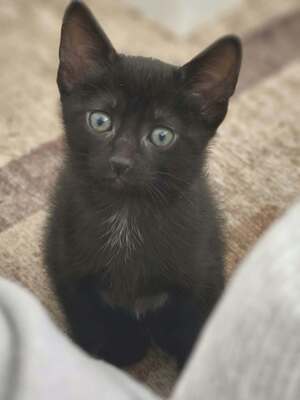 Adopter Cirius