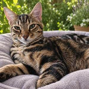 Adopter Ziggy
