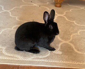 Adopter Mila