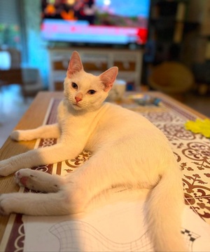 Adopter Olaf