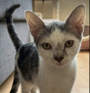Adopter Tonnerre