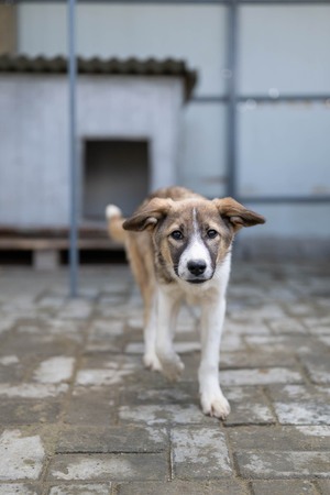 Adopter Hizia