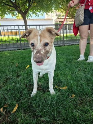 Adopter Panceta
