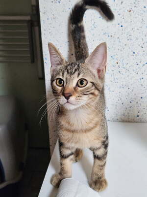 Adopter BLINIS