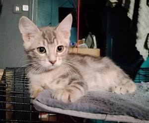 Adopter Peter