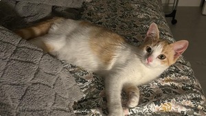 Adopter Bella