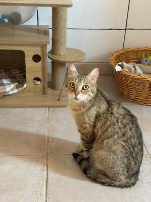 Adopter Floride