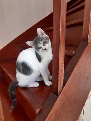 Adopter kitty