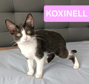 Adopter Koxinell