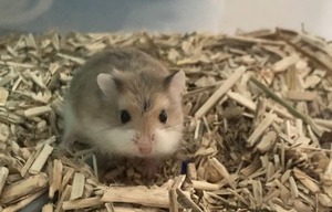 Adopter Taro