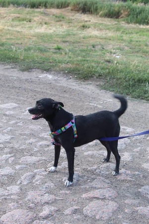 Adopter FIALKA, de Ukraine!