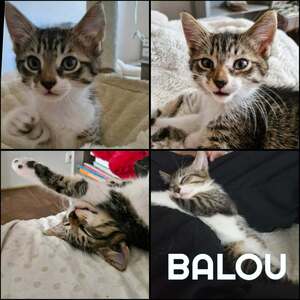 Adopter BALOU